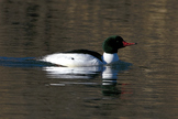 Common Merganser (Mergus merganser) stock photograph