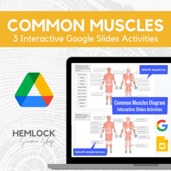 Preview of Common Muscles (Muscular System) - drag-drop/labeling - Slides | REMOTE LEARNING