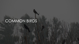 Common birds