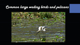 Common large wading birds and pelicans