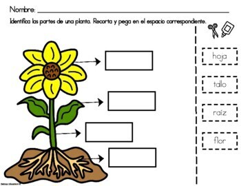 como crece una flor