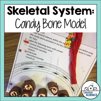 Preview of Compact Bone Modeling Activity- Candy Model for Skeletal System & Bone Structure