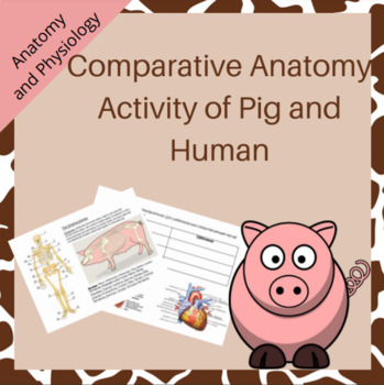 Preview of Comparative Anatomy Activity (Fetal Pig and Human)
