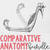 Comparative Anatomy: Homologous, Analogous, Vestigial Stru