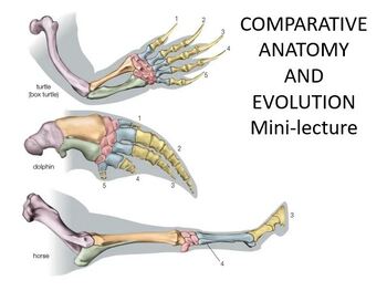 Preview of Comparative Anatomy bundle