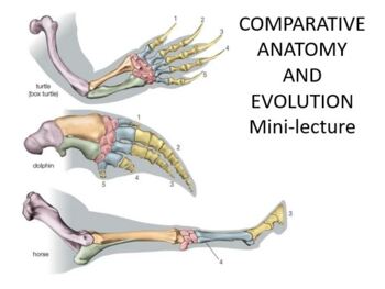 Preview of Comparative Anatomy funpack