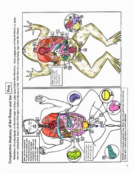 Preview of Comparative Anatomy of the Human and the Frog
