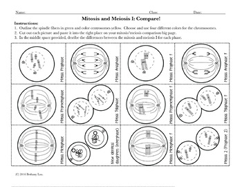 Compare Mitosis and Meiosis: Cut and Paste Activity and Worksheet