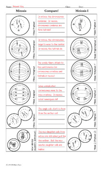 32 Comparing Mitosis And Meiosis Worksheet Answer Key - Worksheet