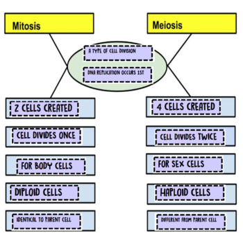 mitosis and meiosis compare and contrast stages