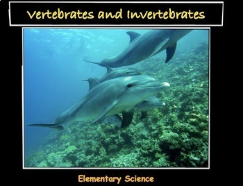 Preview of Compare and Contrast Vertebrates and Invertebrates NGSS Lesson