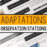Comparing Adaptations Observation Stations & Worksheet + D