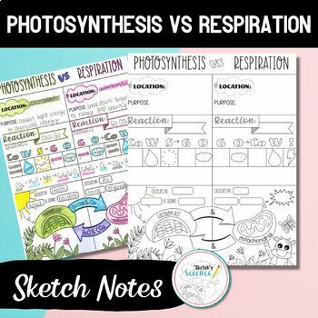 Preview of Comparing Cellular Respiration and Photosynthesis Sketch Notes (Doodle Notes)