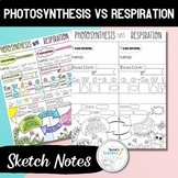 Comparing Cellular Respiration and Photosynthesis Sketch N