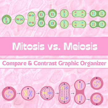 Comparing/Contrasting Mitosis and Meiosis by Olivia Kane | TPT