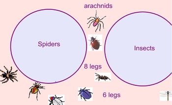 Preview of Comparing Insects and Spiders