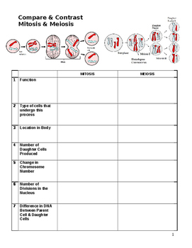 Comparing Mitosis and Meiosis Worksheet by Sciencetastic | TpT