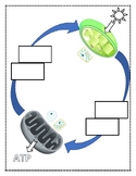 Comparing Photosynthesis and Cellular Respiration Diagram 