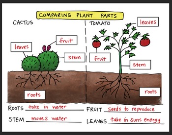 Preview of Comparing Plants Fold (K-1) by Science Doodles