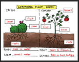 Comparing Plants Fold (K-1) by Science Doodles