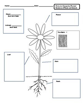 Comparing Plants and Animals by Designs by Tefy | TPT