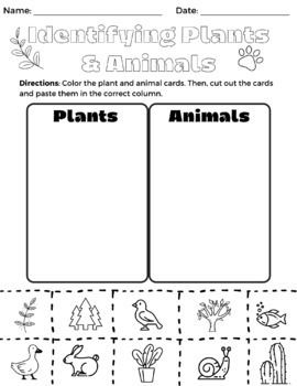 comparing plants and animals in kindergarten k ls1 1