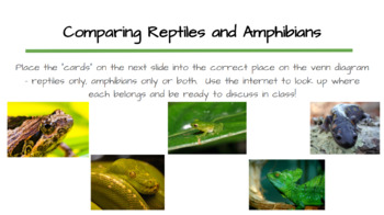 Comparing Reptiles and Amphibians by Colleen Ford | TpT