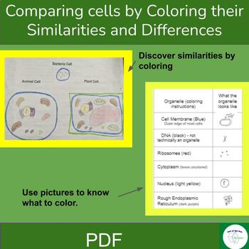 Comparing the structure of Bacteria / Plant / Animal cells by coloring
