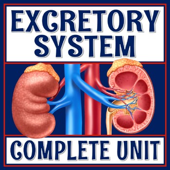 Preview of Complete Excretory System Activity Unit with PPT Presentation Activities Quiz