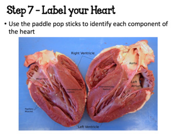 Complete Heart Dissection Lesson - Editable Option Included by Amanda