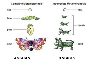 Preview of Complete & Incomplete Metamorphosis Journal Charts for Students