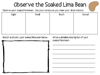 Complete Lima Bean Plant Packet! A HUGE Set of Hands-On Activities!