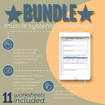 Preview of Complete Muscle Systems Worksheet Bundle (11 muscle systems!)