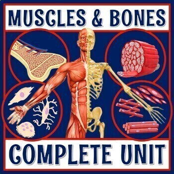 Preview of Complete Muscles Bones Musculoskeletal System Unit with Notes Activities Quiz