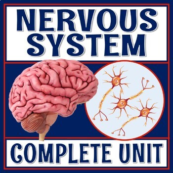 Preview of Complete Nervous System Activity Unit with PPT Presentation Activities Quiz
