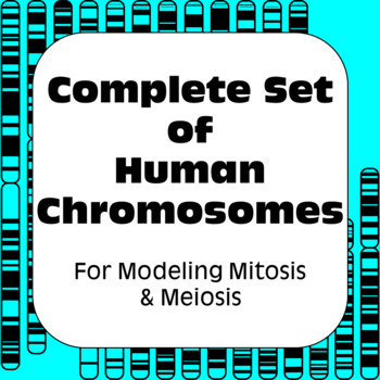 Preview of Complete Set of Human Chromosome Images for Modeling Mitosis & Meiosis
