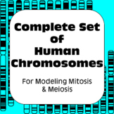 Complete Set of Human Chromosome Images for Modeling Mitos
