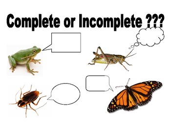 Complete and Incomplete Metamorphosis by Jennifer Ruppert | TpT