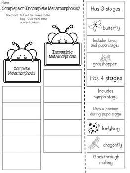 Complete And Incomplete Metamorphosis Cut And Paste Sorting Activity