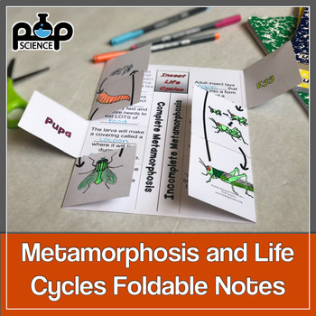 Preview of Complete and Incomplete Metamorphosis Foldable: Life Cycles Lesson