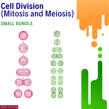 Preview of Comprehensive Cell Division Bundle: Mitosis and Meiosis Mastery