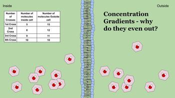 Concentration Gradients