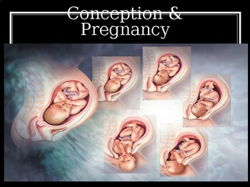 Preview of Conception & Pregnancy PowerPoint Presentation