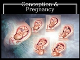 Conception & Pregnancy PowerPoint Presentation
