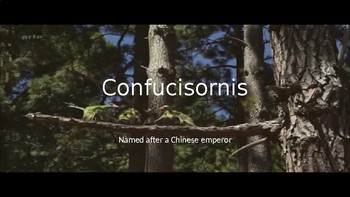 Preview of Confucisornis the winged emperor of china