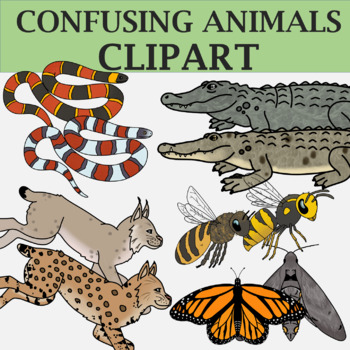 Preview of Confusing Animals Clip Art