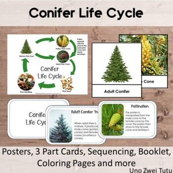 Preview of Conifer Life Cycle Pack With Real Photos - Montessori Pine Tree 3 Part Cards