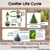 Conifer Life Cycle Pack With Real Photos - Montessori Pine