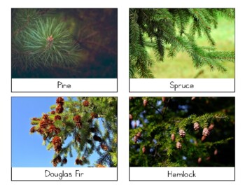 Preview of Conifer Tree Cards (Pacific Northwest)