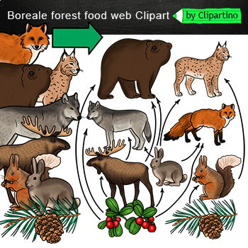 Preview of Coniferous Forest Food Web Clip Art/ Food Chain /Taiga /Boreale /Forest animals